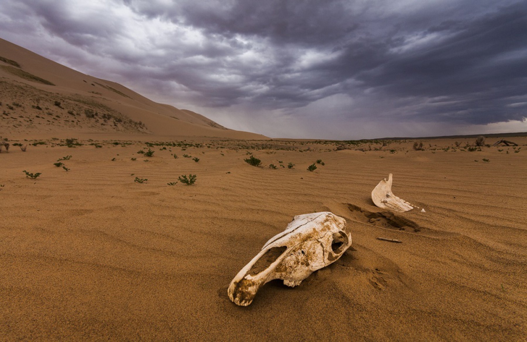 Скелеты сахары. Пустыня Гоби ландшафты. Пески пустыни Гоби. Пустыня Гоби скелеты динозавров.