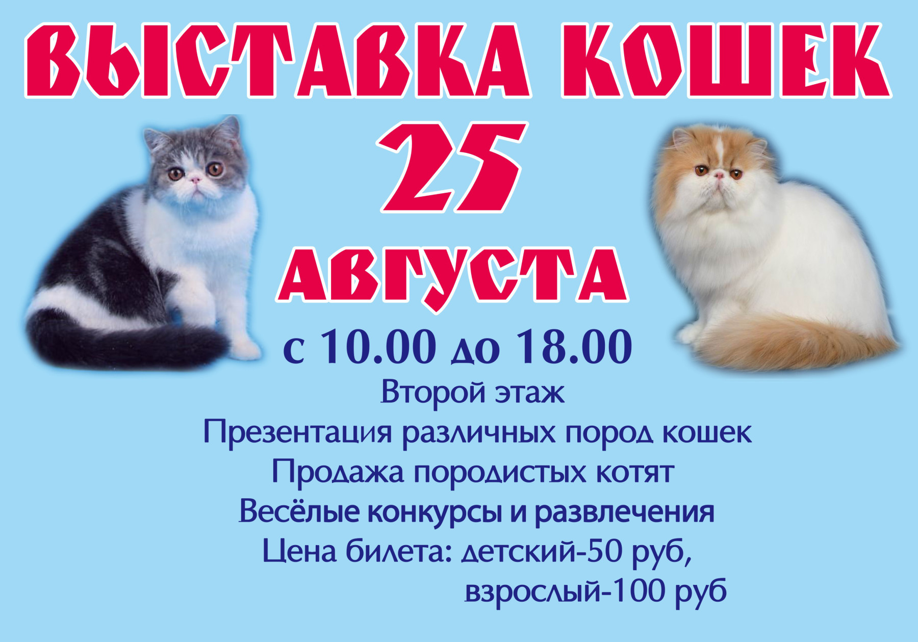 Купить кошку в кемерово. Реклама котят на выставку кошек. Выставка кошек афиша. Выставка кошек Барнаул. Выставка продажа кошек.
