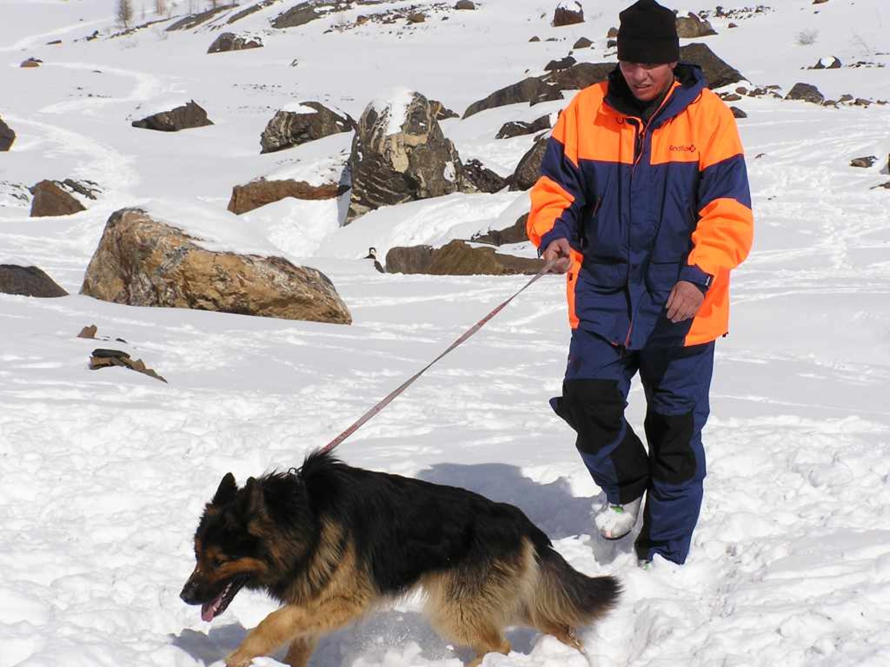 Спасательная алтая. Собаки спасатели породы. Алтайский спасатель.