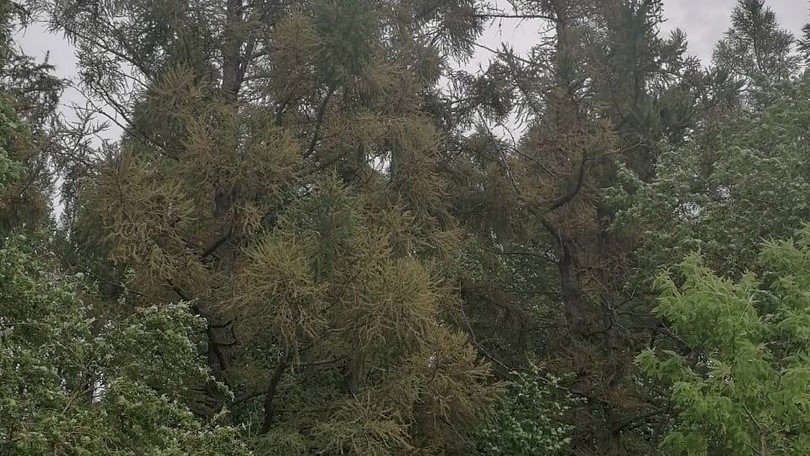 Деревья, поврежденные гусеницами шелкопряда. Фото: Минприроды Алтайского края