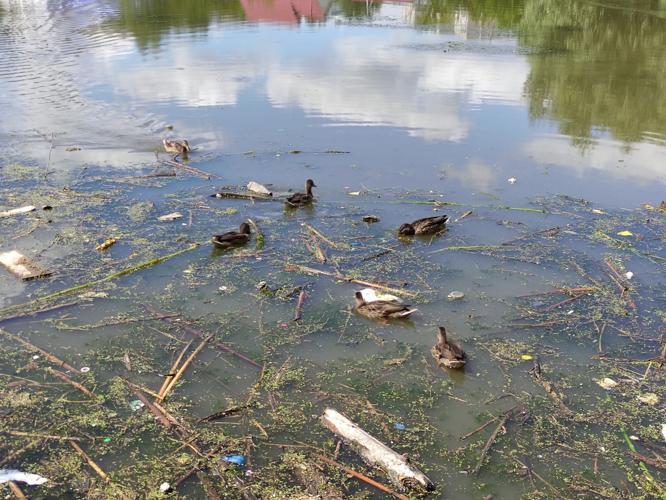 Озеро на ул. Гущина (со стороны ул. Попова)/ Екатерина Смолихина