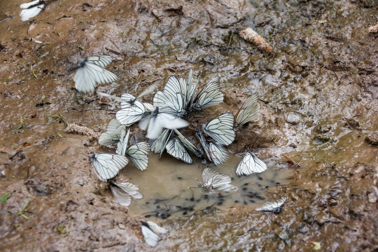 Бабочки боярышницы около станции Тягун, 29 мая 2022 года. Фото клуба 