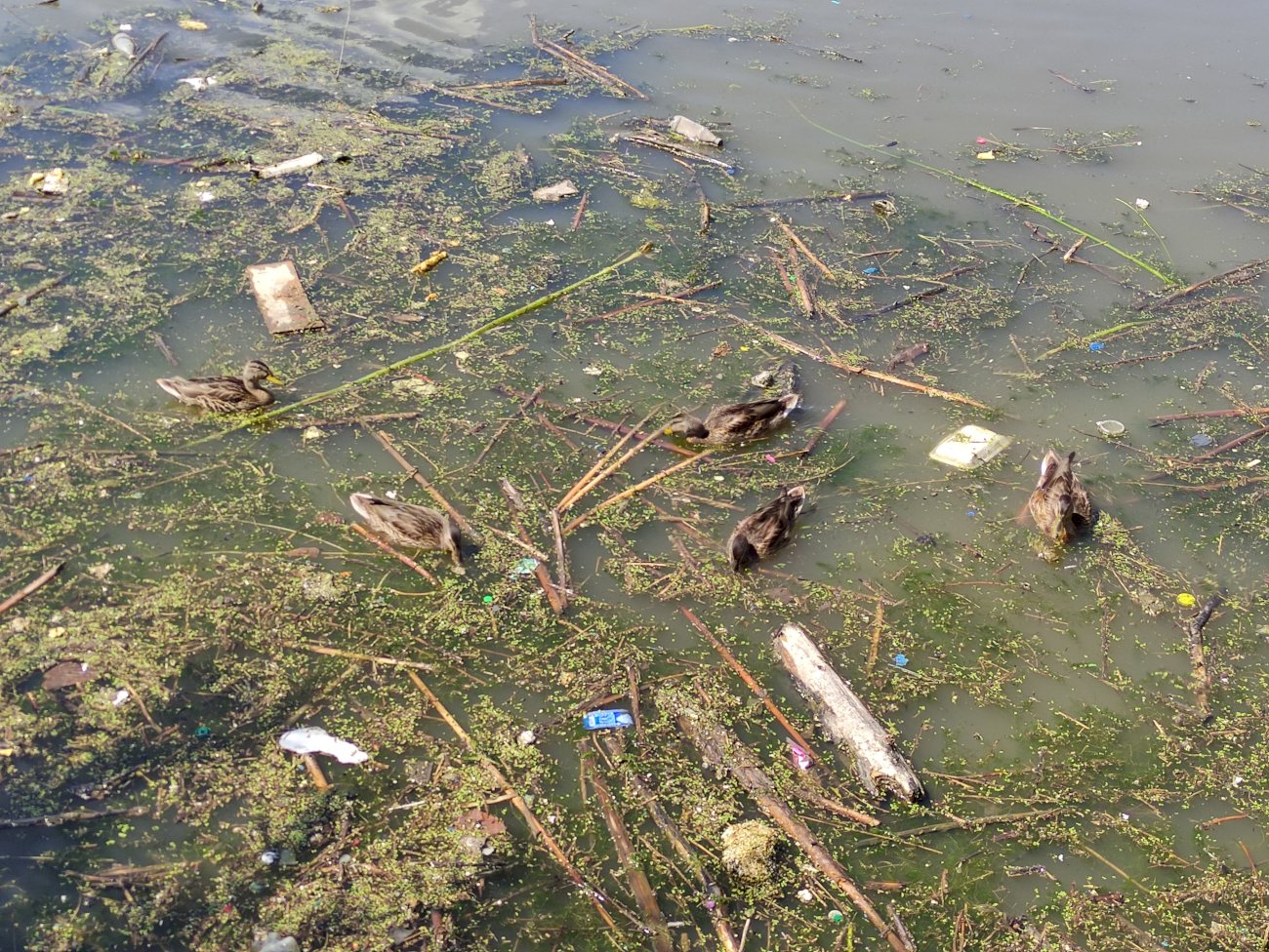 Озеро на ул. Гущина (со стороны ул. Попова)/ Екатерина Смолихина