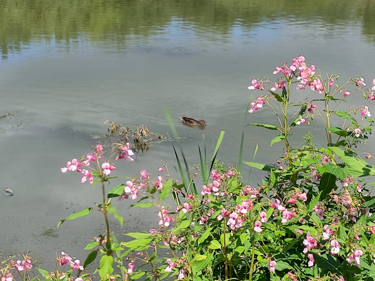 Озеро на ул. Гущина (со стороны ул. Попова)/ Екатерина Смолихина