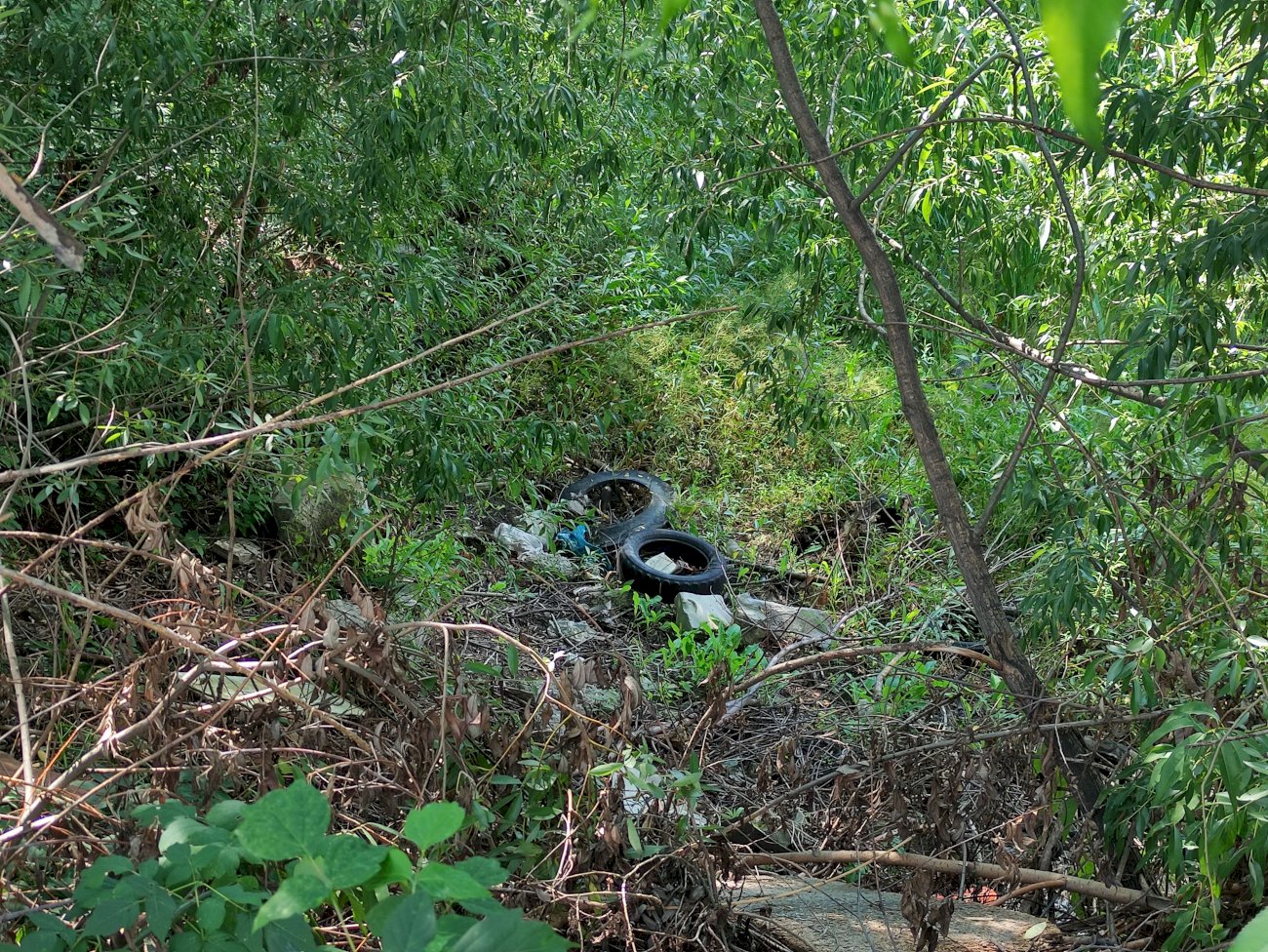Высохшее озеро в садоводстве трансмаш/ Екатерина Смолихина