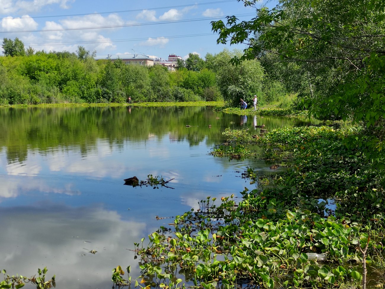 Озеро на ул. Гущина (со стороны ул. Малахова)/ Екатерина Смолихина